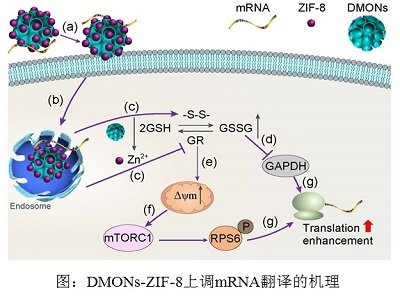 ZIF-8/ЙC(j)(f)ϼ{w{(dio)mRNAg